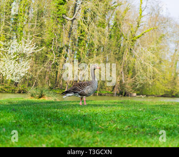 Goose sur la rive d'un lac Banque D'Images