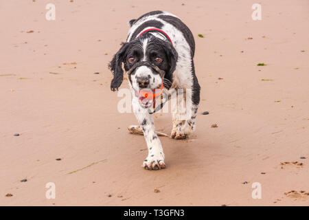 Springer spaniel chien jouant sur la plage de Redcar dans le nord-est de l'Angleterre Banque D'Images