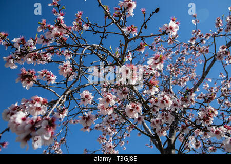 Fleurs d'amandier au printemps dans un parc et sous une belle journée ensoleillée. Banque D'Images