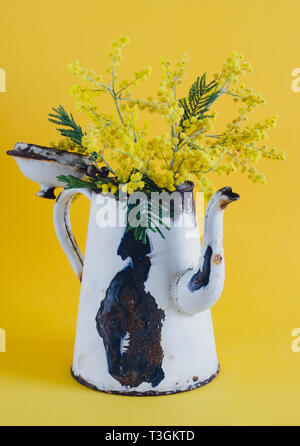 Vieux pot de café utilisé comme un vase aux fleurs d'acacia. Banque D'Images