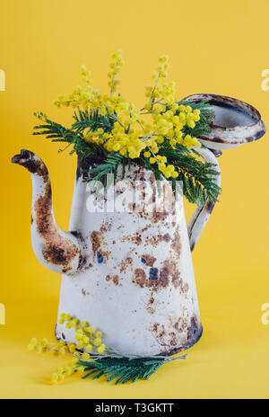 Vieux pot de café utilisé comme un vase aux fleurs d'acacia. Banque D'Images