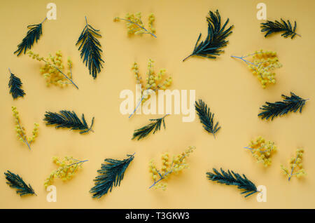Branches d'acacia et de fleurs sur fond jaune. Mise à plat. Banque D'Images