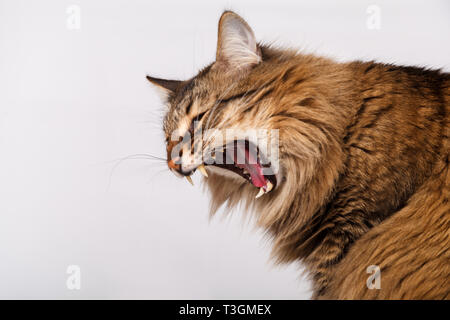 Striped fluffy cat avec une longue moustache drôle bâille. Tabby gris poilu mignon chat couché sur un fond gris-lumière close-up. Banque D'Images