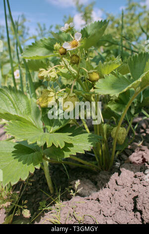 Fraisier sur le terrain. Plusieurs baies fraise mûre sur la tige. Blooming bush vert au printemps les fraises. Focus sélectif. Banque D'Images