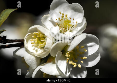 Photo macro d'une fleur de camélia rouge avec deux pétales montrant de nombreux détails Banque D'Images