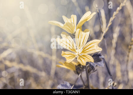 Belle cichorium intybus fleurs sur n wild en champ libre lumière au coucher du soleil. Fleur d'endive chicorée sauvage. Soft focus nature background. Pas délicate Banque D'Images