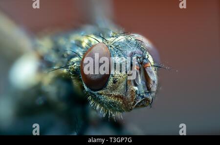 Macro photo fly head Banque D'Images