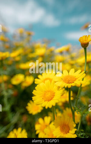 Marguerite sauvage des fleurs dans la campagne du printemps 2019, Chypre Banque D'Images