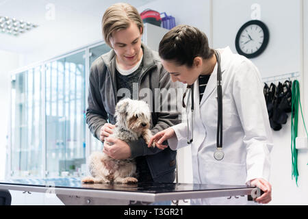 L'examen vétérinaire chien à l'hôpital Banque D'Images