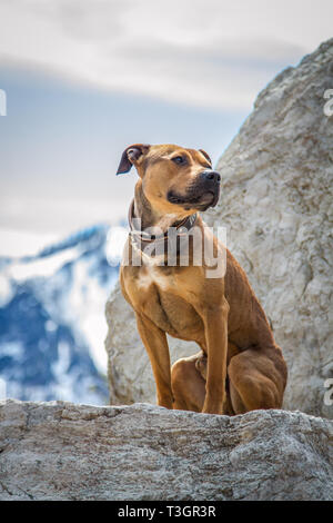 Chien assis sur un rocher, les Alpes en arrière-plan - Autriche Banque D'Images