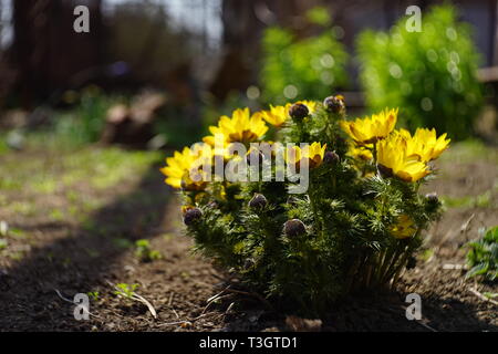 Fleurs jaune d'Adonis vernalis croître dans le jardin au printemps. Banque D'Images