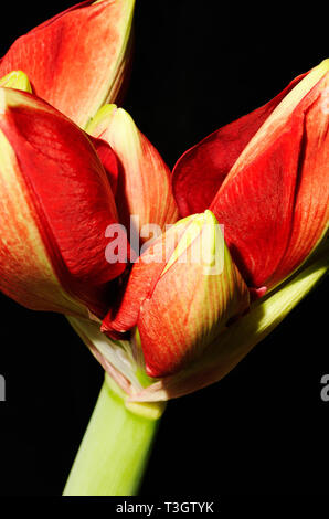 Les bourgeons de l'amaryllis (Hippeastrum) Banque D'Images