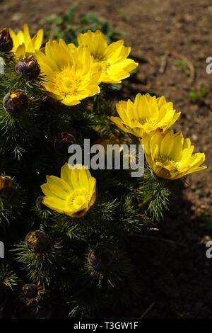 Fleurs jaune d'Adonis vernalis croître dans le jardin au printemps. Banque D'Images