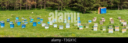 Un grand nombre de ruches sont debout au milieu d'une pelouse verte près de la forêt. La production de miel de montagne respectueux de l'environnement. Vue panoramique d'Apia. Banque D'Images