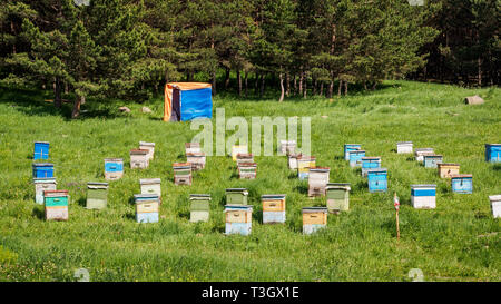 Un grand nombre de ruches sont debout au milieu d'une pelouse verte près de la forêt. La production de miel de montagne respectueux de l'environnement forêt prairie rucher. Banque D'Images