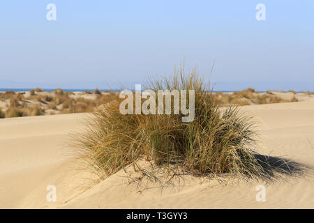 L'Espiguette plage en Languedoc Roussillon, France Banque D'Images