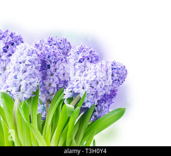 Bleu Jacinthe fleurs avec des feuilles vertes sur fond blanc Banque D'Images