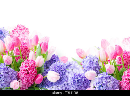 Bouquet de rose et bleu jacinthe fleurs fraîches sur fond blanc Banque D'Images