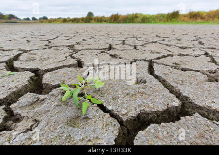 Nouvelle pousse de plante en argile fissurée à sec dans la boue asséchée du lit de lac / rivière causée par une sécheresse prolongée en été par temps chaud températures élevées Banque D'Images