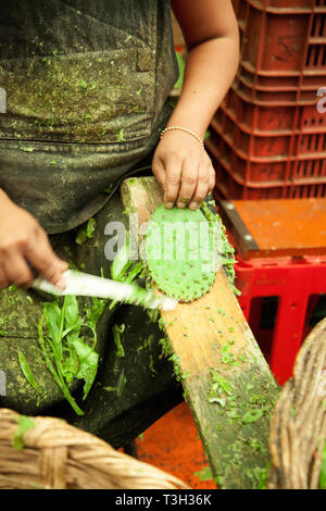 Cactus Nopales, ou des pagaies, être pelés à Mexico's Mercado La Merced. Banque D'Images