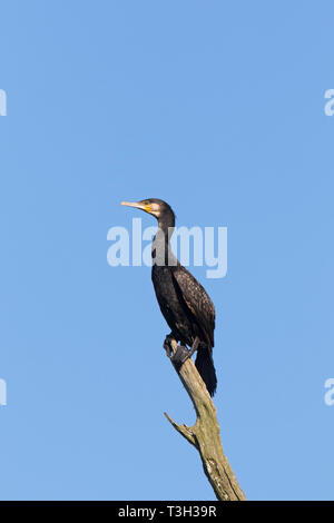 / Grand cormoran grand cormoran (Phalacrocorax carbo) perchés dans arbre mort en été Banque D'Images