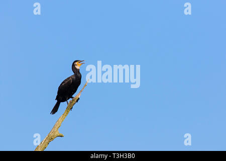 / Grand cormoran grand cormoran (Phalacrocorax carbo) appelez de l'arbre mort en été Banque D'Images