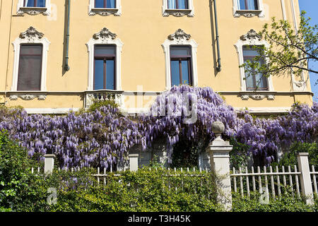 Glycine en pleine floraison sur un mur de la maison à Milan, Italie Banque D'Images