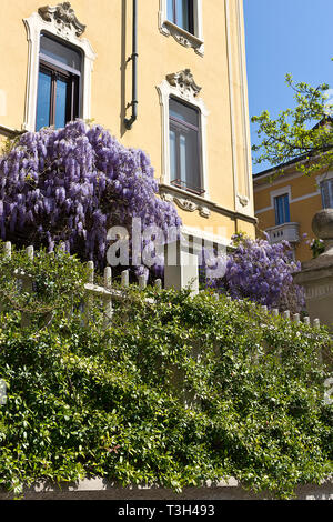 Glycine sur une façade de maison et plante verte. Journée de printemps à Milan - Italie Banque D'Images