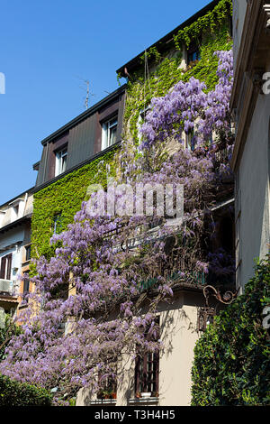 Glycine en pleine floraison dans le balcon chambre à Milan - Italie Banque D'Images