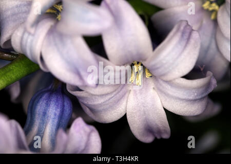 Libre d'une fleur de jacinthe pourpre Banque D'Images