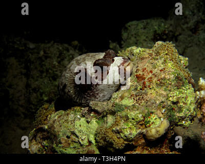 Arothron diadematus Puffer (masqué). Prises en Mer Rouge, Egypte. Banque D'Images