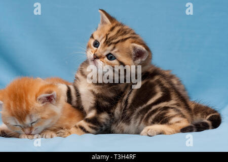 Mignon petit chaton britannique en or close-up couleur sur fond bleu Banque D'Images