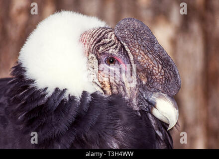 Condor des Andes (Vultur gryphus).Un oiseau blessé oldish en captivité au Chili. Banque D'Images