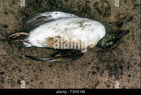 Guillemot (Uria aalge) d'oiseaux adultes mazoutés morts sur une plage dans le nord-est de l'Angleterre Banque D'Images