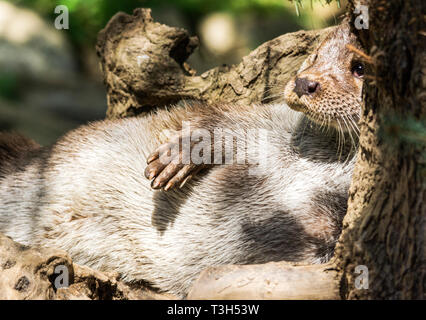 La loutre (Lutra lutra) est un animal faisant un retour de la population en Europe.Après des années de persécution a pris fin, ses chiffres sont de plus en plus lentement. Banque D'Images