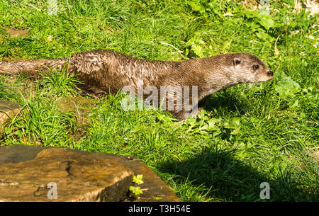 La loutre (Lutra lutra) est un animal faisant un retour de la population en Europe.Après des années de persécution a pris fin, ses chiffres sont de plus en plus lentement. Banque D'Images