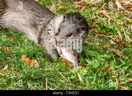 La loutre (Lutra lutra) est un animal faisant un retour de la population en Europe.Après des années de persécution a pris fin, ses chiffres sont de plus en plus lentement. Banque D'Images