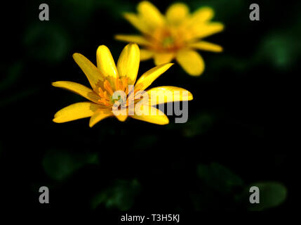 Lesser celandine fleur jaune sur fond noir Banque D'Images