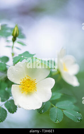 Burnett rose (Rosa pimpinellifolia). Focus sélectif et profondeur de champ. Banque D'Images