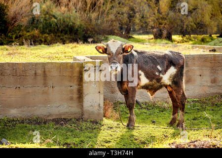 Mignon petit brun foncé et blanc vache veau Suisse regardant la caméra sur un champ à la ferme des prés Banque D'Images