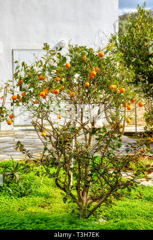 Les tangerines accroché sur les branches de l'arbre dans le jardin de mandarine. Banque D'Images