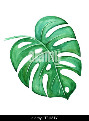 Feuille de Monstera sur un fond blanc. Illustration à l'aquarelle, dessinée à la main. Banque D'Images