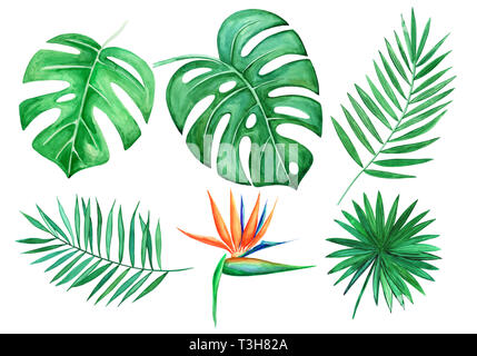 Ensemble de feuilles tropicales aquarelle éléments isolé sur fond blanc. Illustration à la main. Feuille de Monstera, strelitzia, feuille de palmier. Banque D'Images