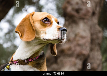 Un mignon jeune beagle à au loin dans un parc ou jardin sur pelouse verte fraîche. Banque D'Images