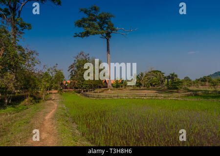 Un paysage rural avec un champ de riz près de Siem Reap, Cambodge Banque D'Images