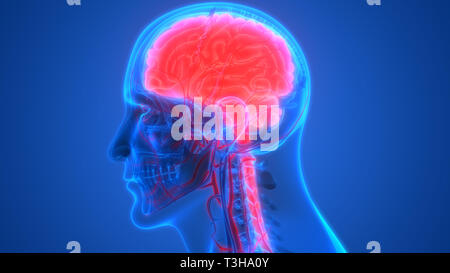 Cerveau humain avec l'anatomie du système circulatoire Banque D'Images