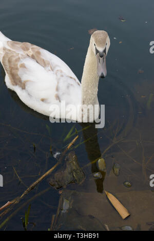 Swan à côté d'un gant en caoutchouc dans un canal à Ware. La rivière Lea s'écoule de la collines de Chiltern et flux au sud-est jusqu'à la Tamise à Londres. Banque D'Images