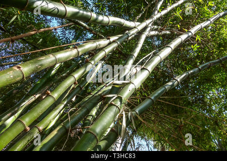 Bambou Dendrocalamus giganteus géant Banque D'Images