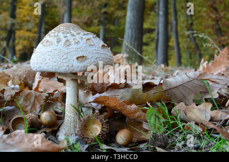 Excellent petit spécimen de comestible Macrolepiota mushroom, lot de feuilles de chêne et de glands de chêne automne forêt en arrière-plan Banque D'Images