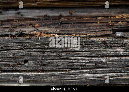 Nid de fourmis dans le bois - les fourmis de feu rampant sur la vieille maison en bois Banque D'Images